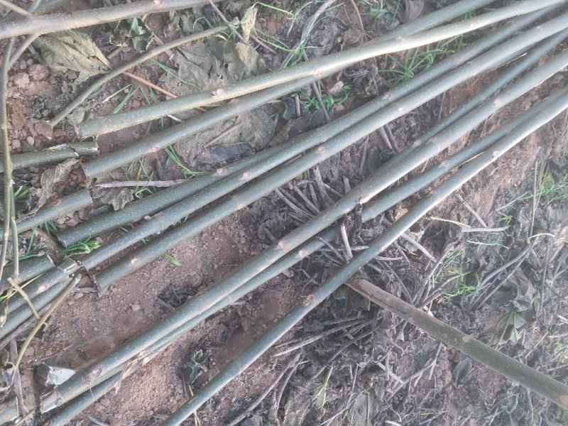 泡桐苗3-10-15公分供应河南泡桐树苗基地自家种植