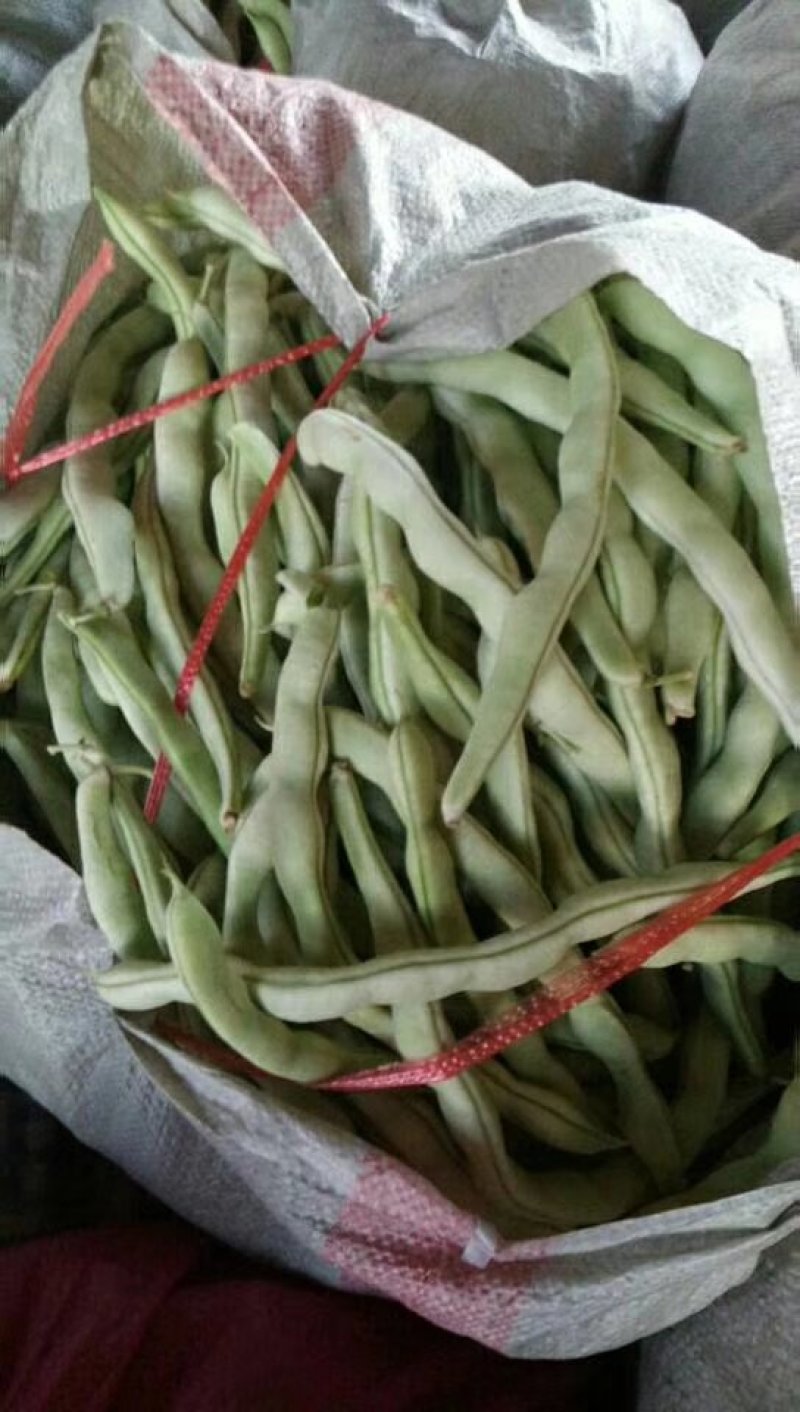 兴城市强远蔬菜交易合作社白芸豆，白条豆角，产量大，品质好