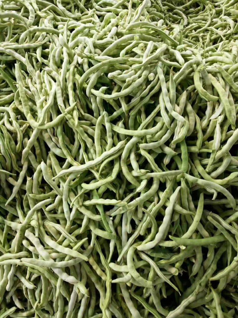 兴城市强远蔬菜交易合作社白芸豆，白条豆角，产量大，品质好