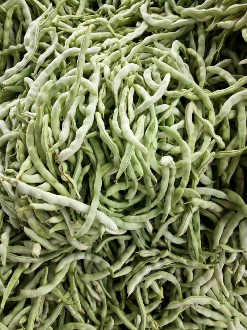 兴城市强远蔬菜交易合作社白芸豆，白条豆角，产量大，品质好
