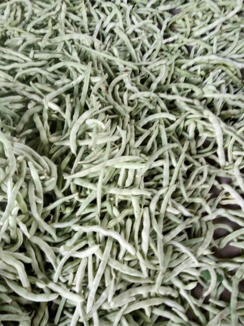 兴城市强远蔬菜交易合作社白芸豆，白条豆角，产量大，品质好