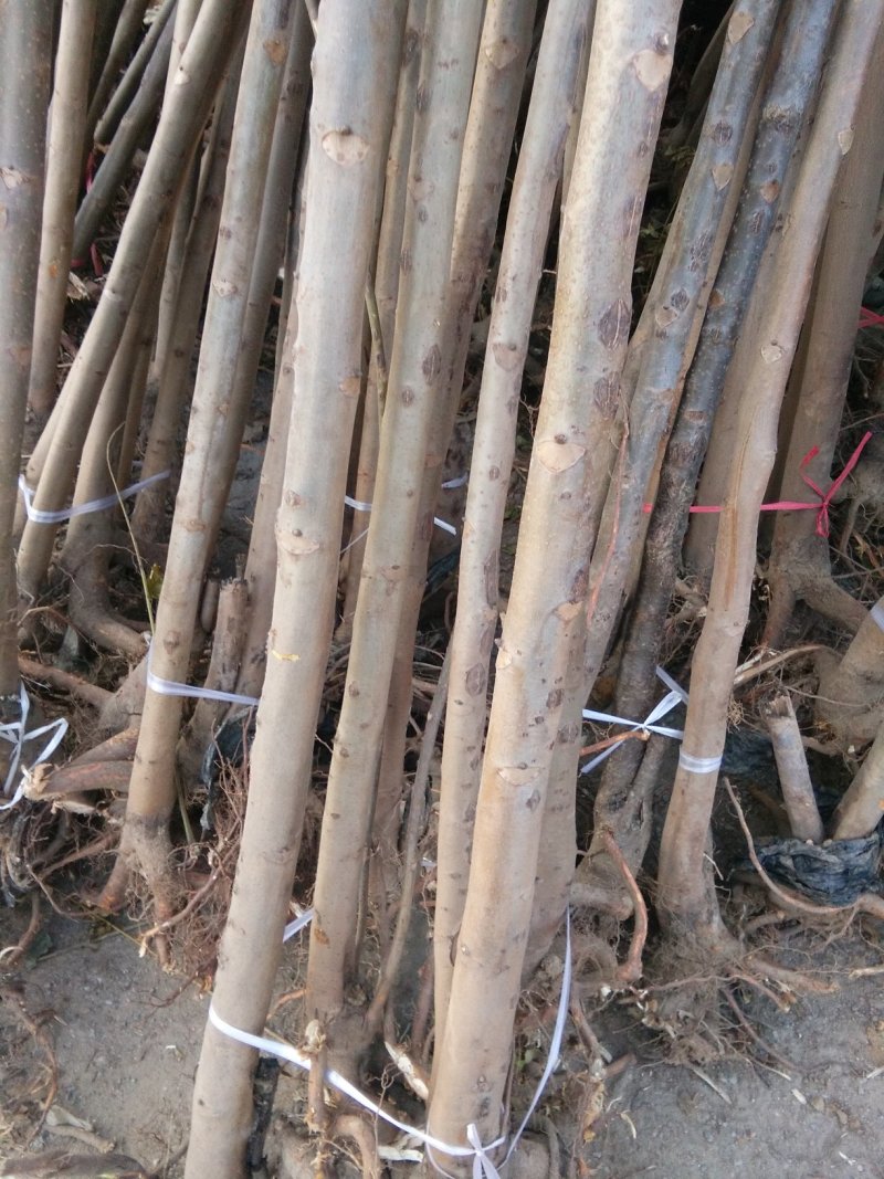 红油香椿苗，大棚专用红油香椿树苗，各种规格。