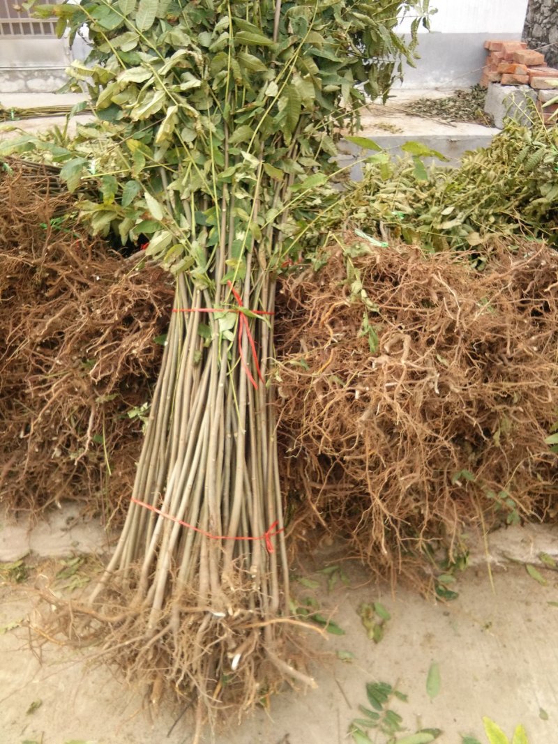 红油香椿苗，大棚专用红油香椿树苗，各种规格。