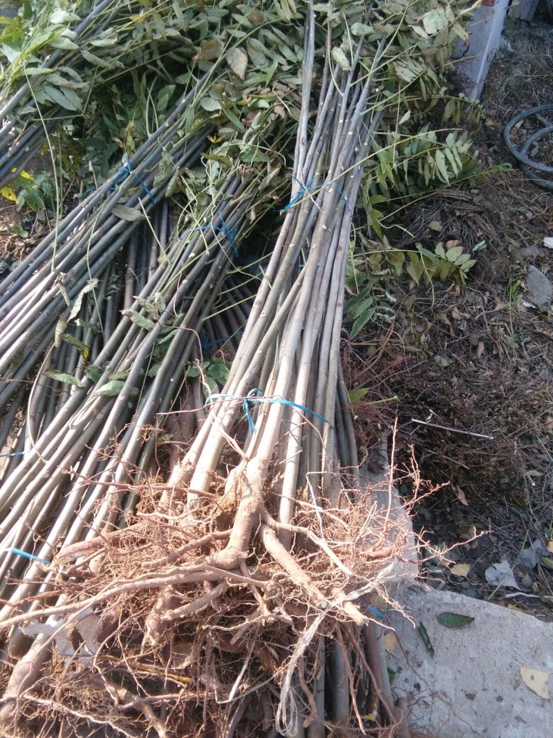 红油香椿苗，大棚专用红油香椿树苗，各种规格。