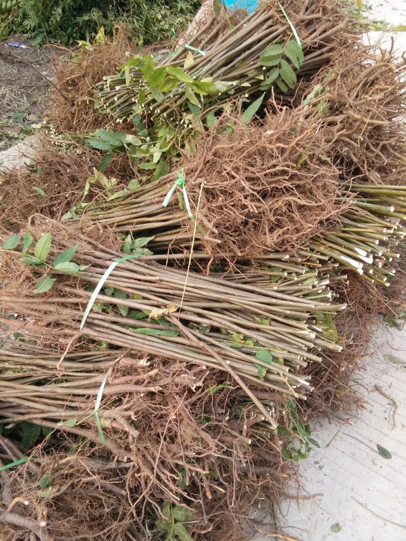 红油香椿苗，大棚专用红油香椿树苗，各种规格。