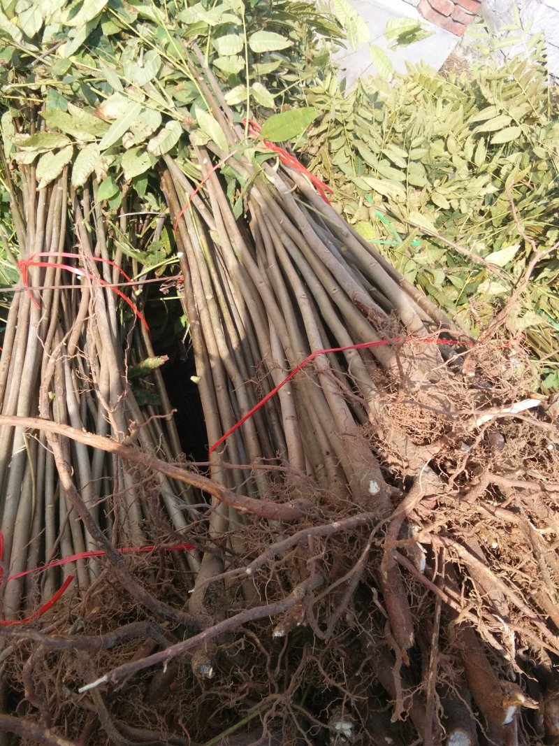 红油香椿苗，大棚专用红油香椿树苗，各种规格。