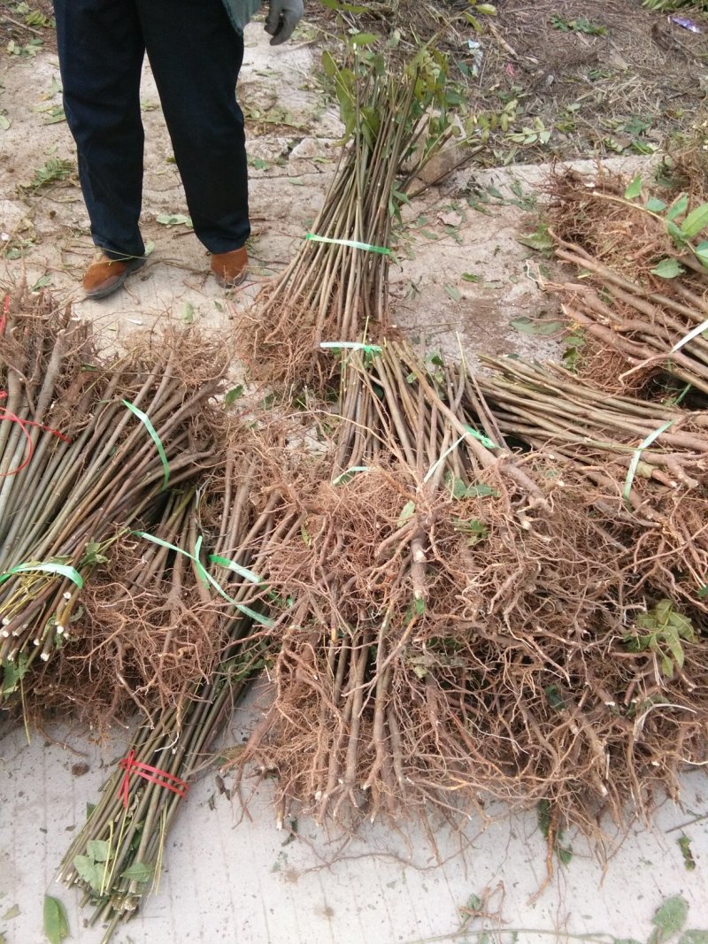 红油香椿苗，大棚专用红油香椿树苗，各种规格。