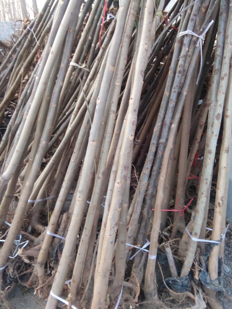 红油香椿苗，大棚专用红油香椿树苗，各种规格。