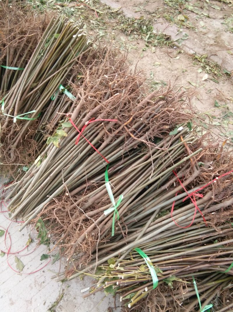 红油香椿苗，大棚专用红油香椿树苗，各种规格。