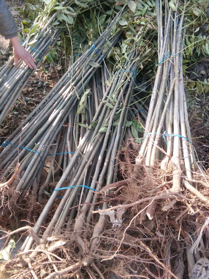 红油香椿苗，大棚专用红油香椿树苗，各种规格。