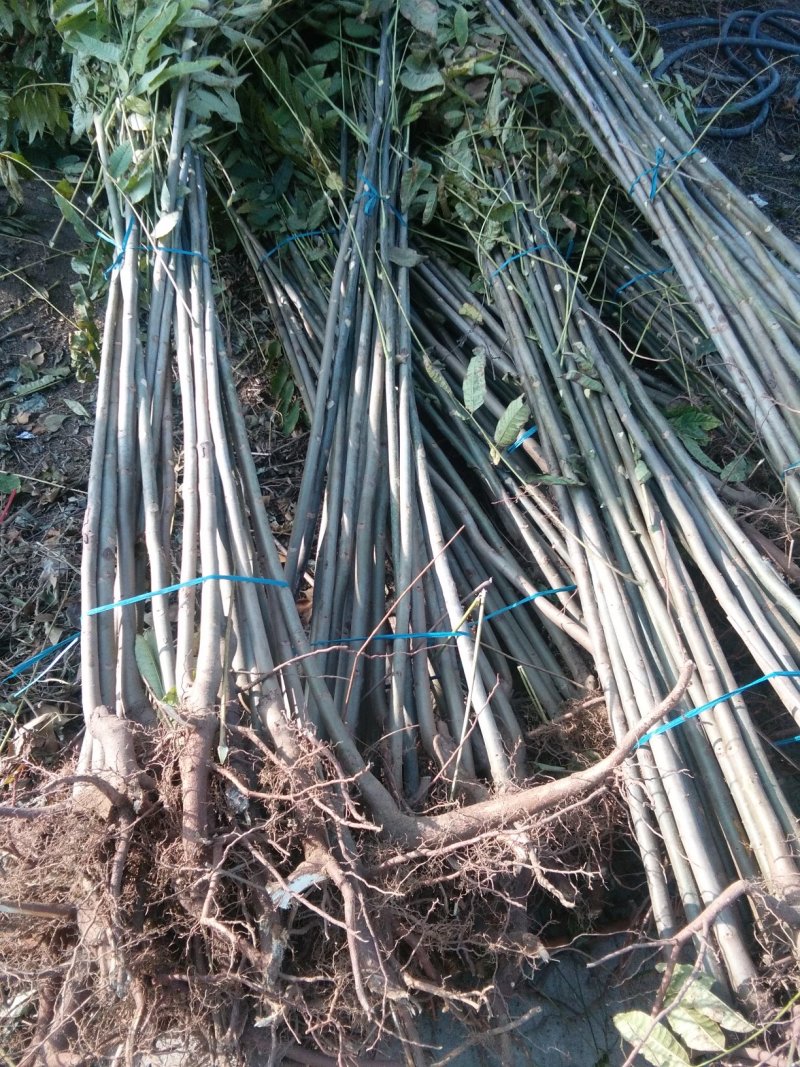 红油香椿苗，大棚专用红油香椿树苗，各种规格。