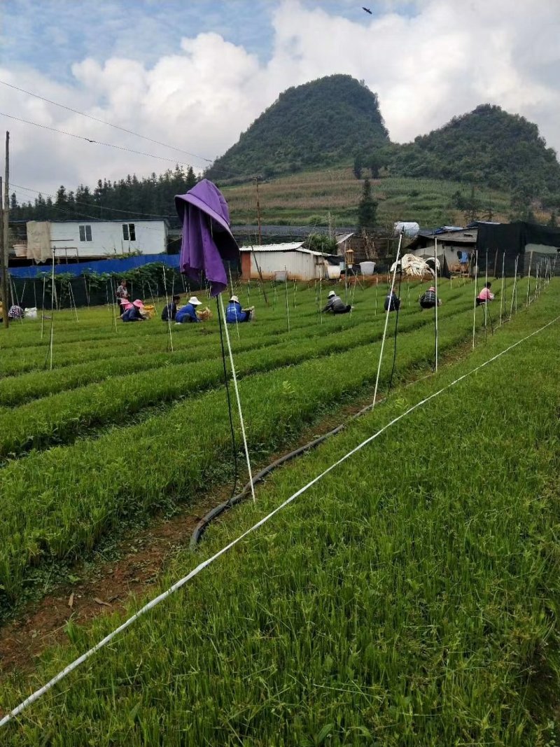 红根野蚕豆蚕豆灵芝泡酒料中药材养生药材鲜货一斤包邮