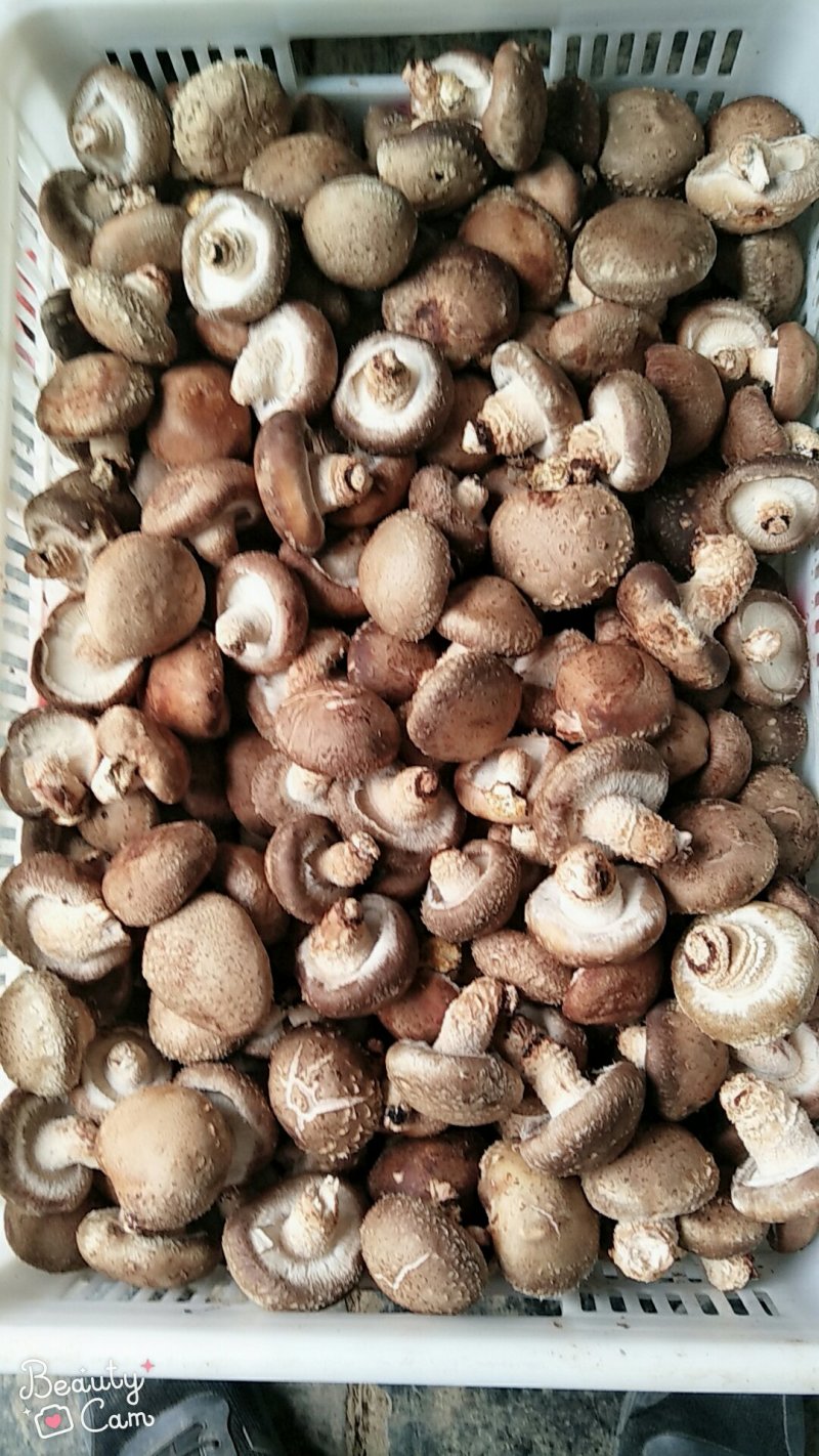 香菇保鲜库对外出租，地处香菇基地中心