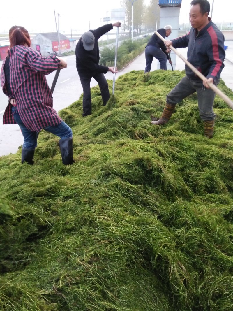 螺丝伊乐草龙虾苗