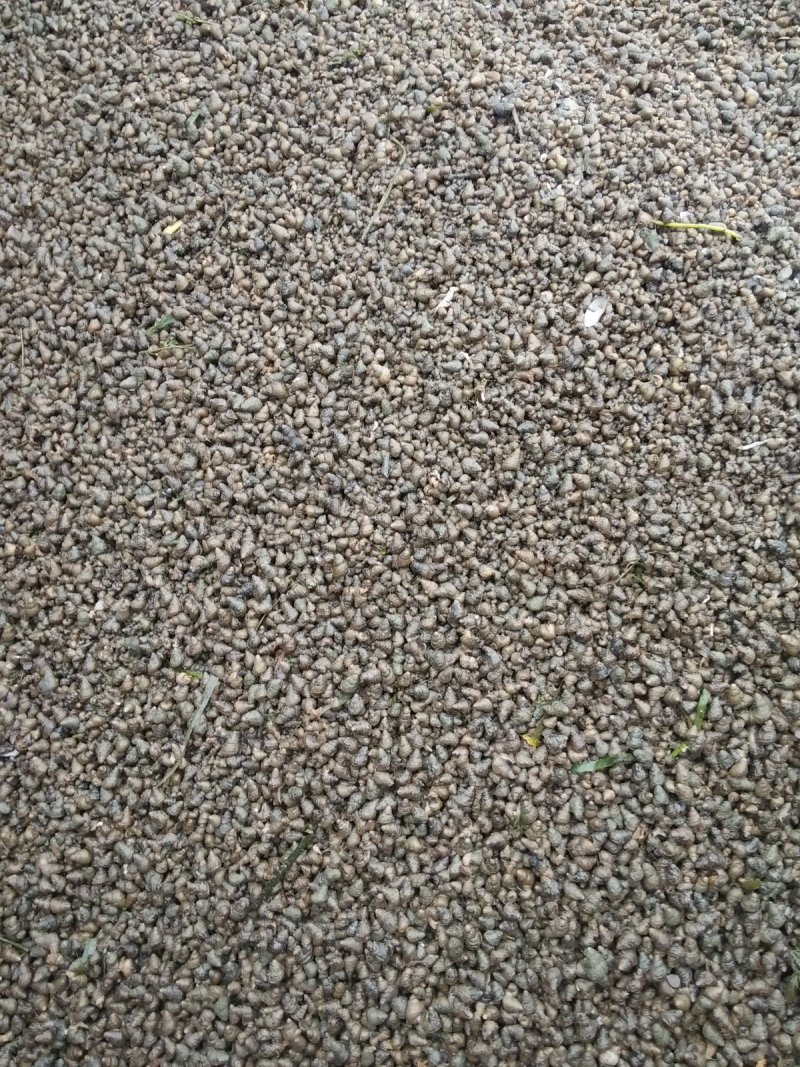 螺丝伊乐草龙虾苗