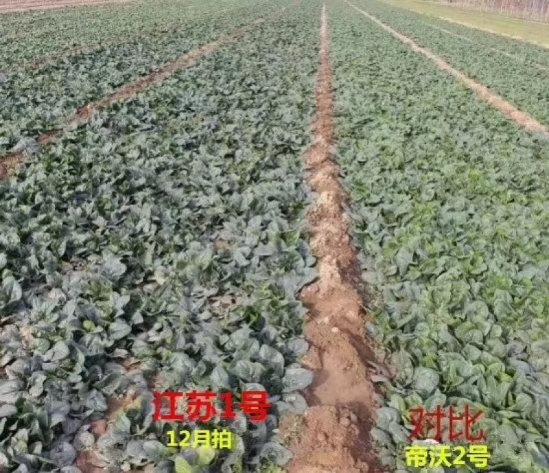 趴地小菠菜种子