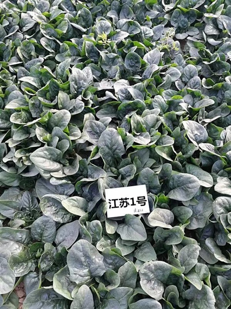 趴地小菠菜种子