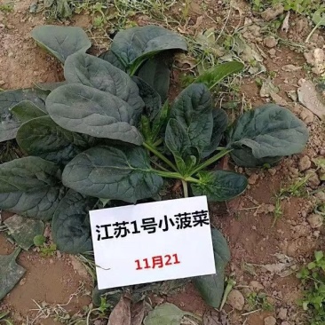 趴地小菠菜种子