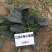趴地小菠菜种子