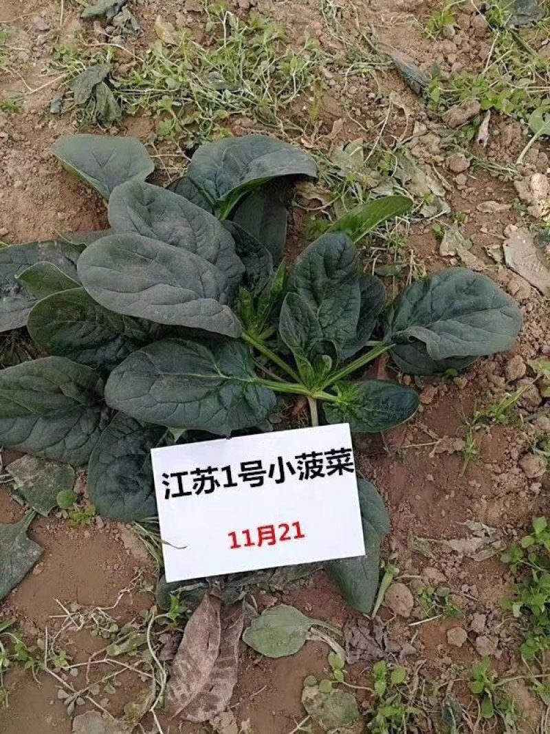 趴地小菠菜种子