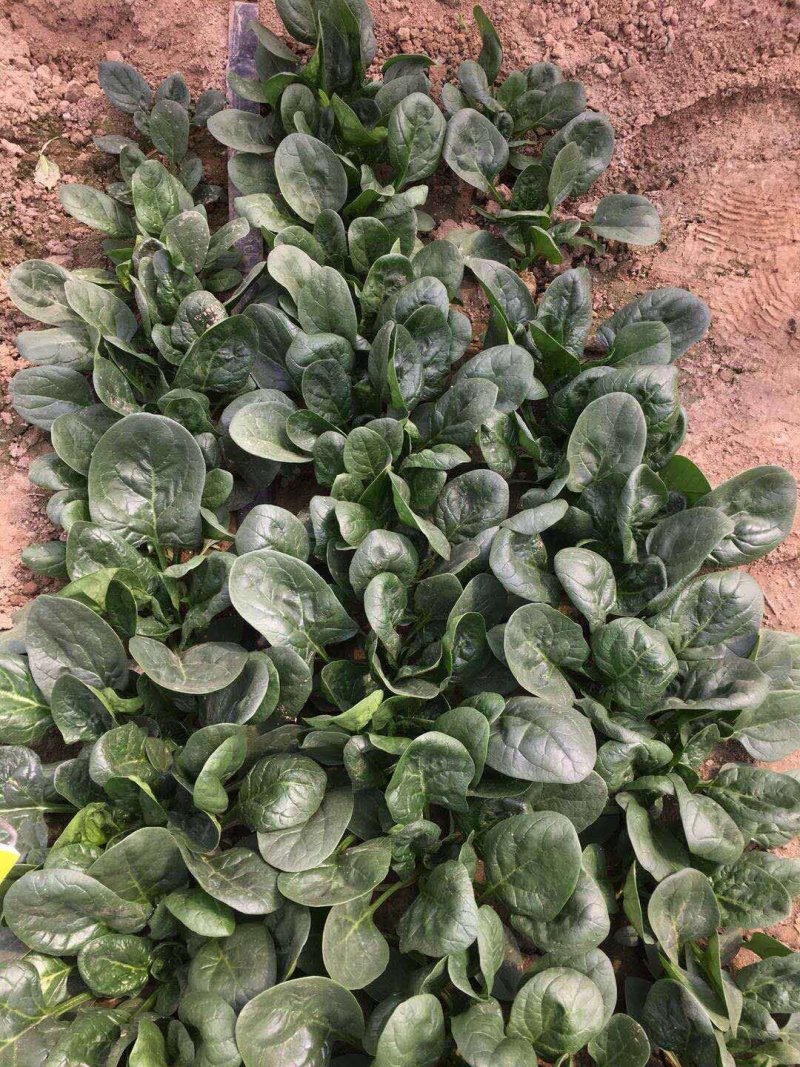 趴地小菠菜种子