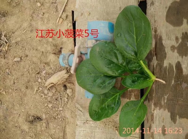 趴地小菠菜种子
