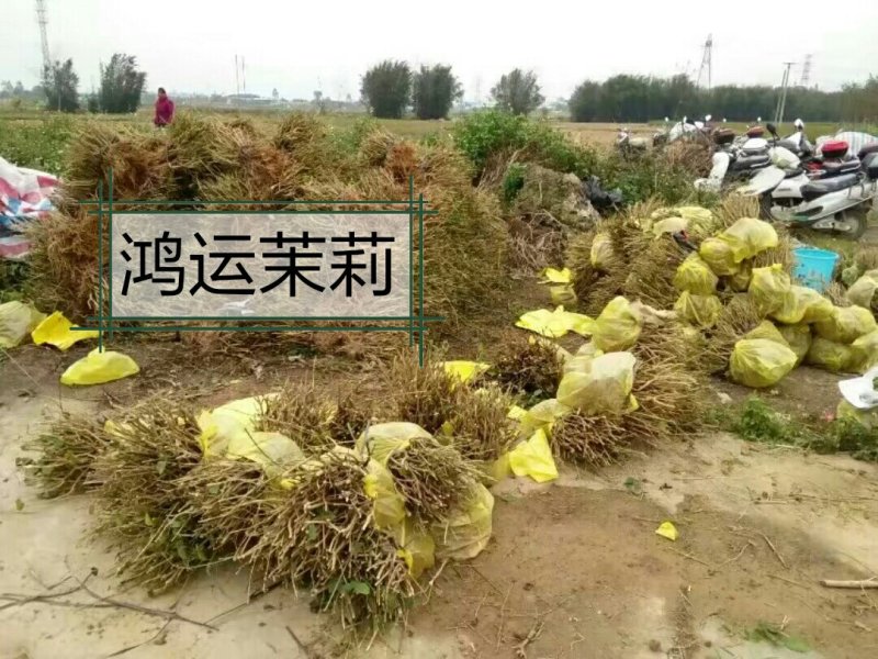 包邮3年茉莉花苗，白色双瓣，春季种植二个月后开花。