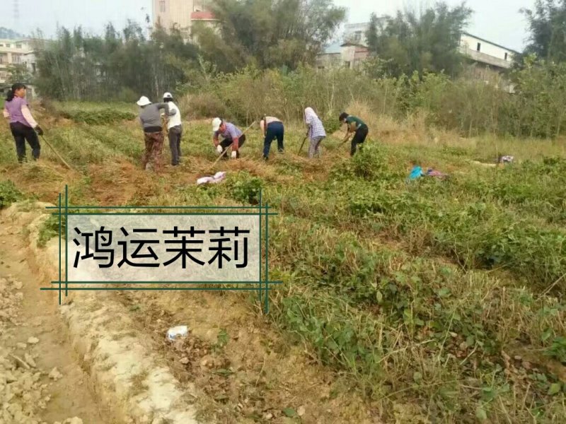 包邮3年茉莉花苗，白色双瓣，春季种植二个月后开花。