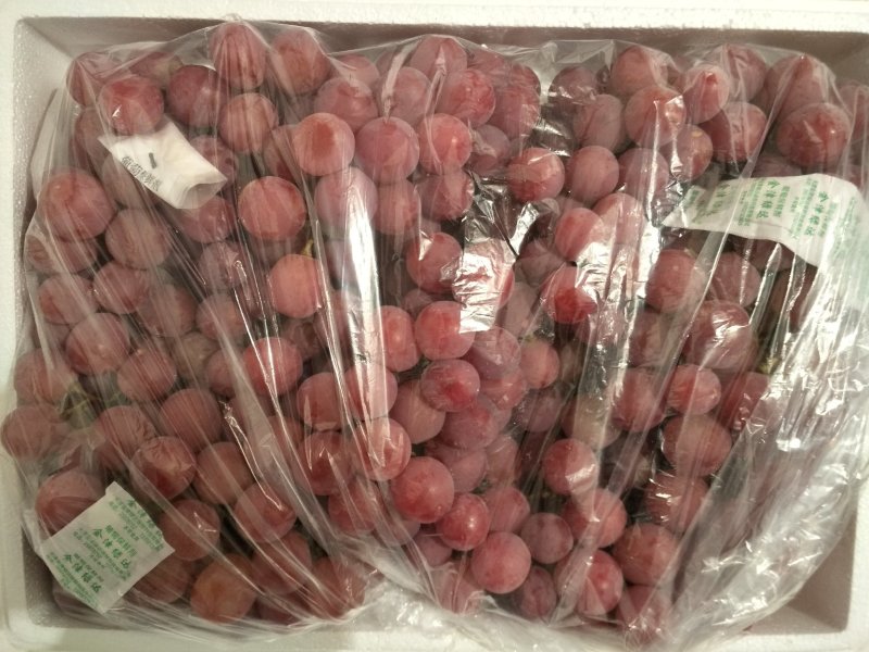 精品红提