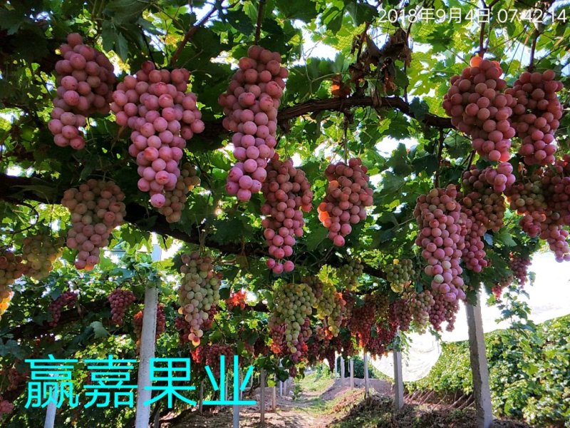 精品红提