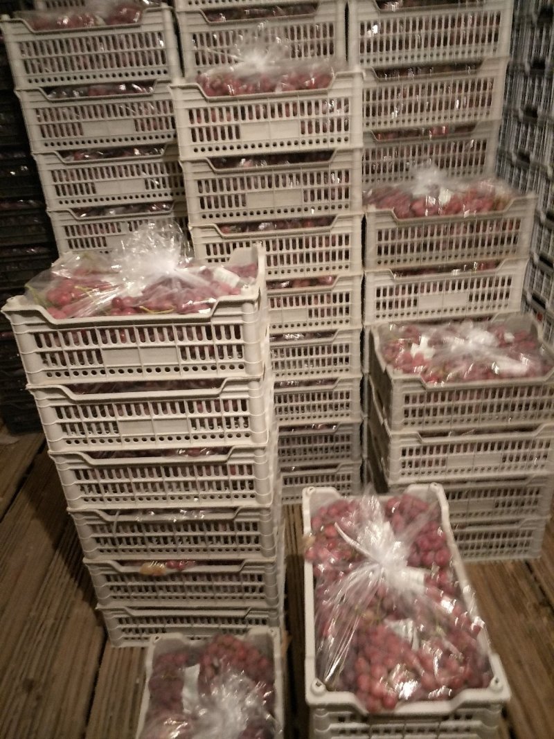 精品红提