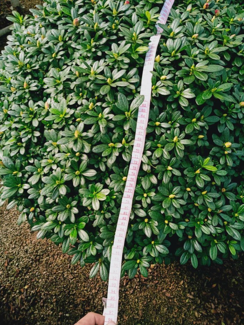 杨梅红杜鹃