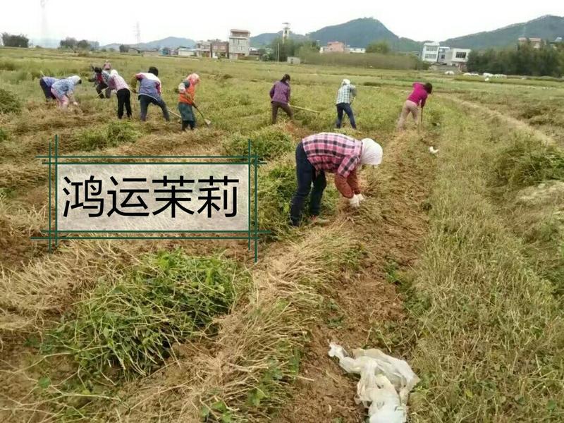 包邮4年茉莉苗，白色双瓣，春季种植二个月后。