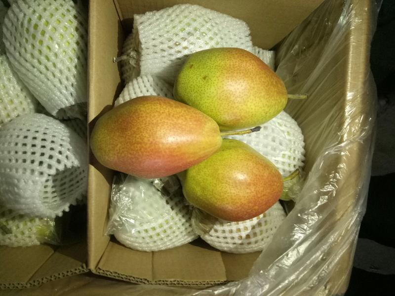 红香酥梨精品货源基地直供大量现货