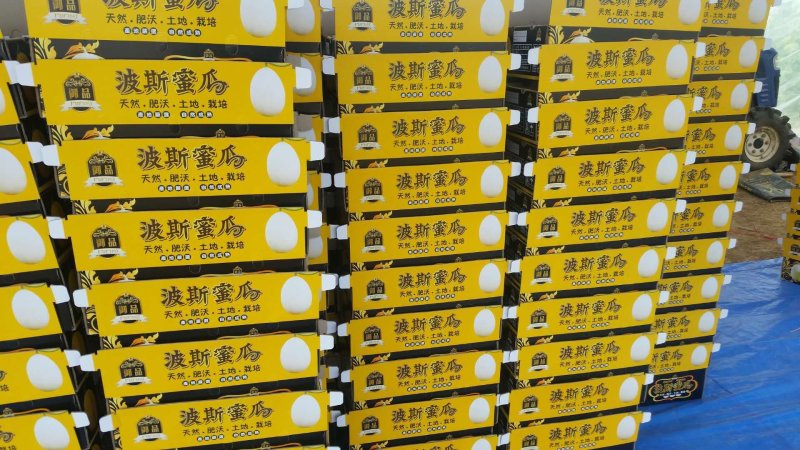 波斯蜜瓜