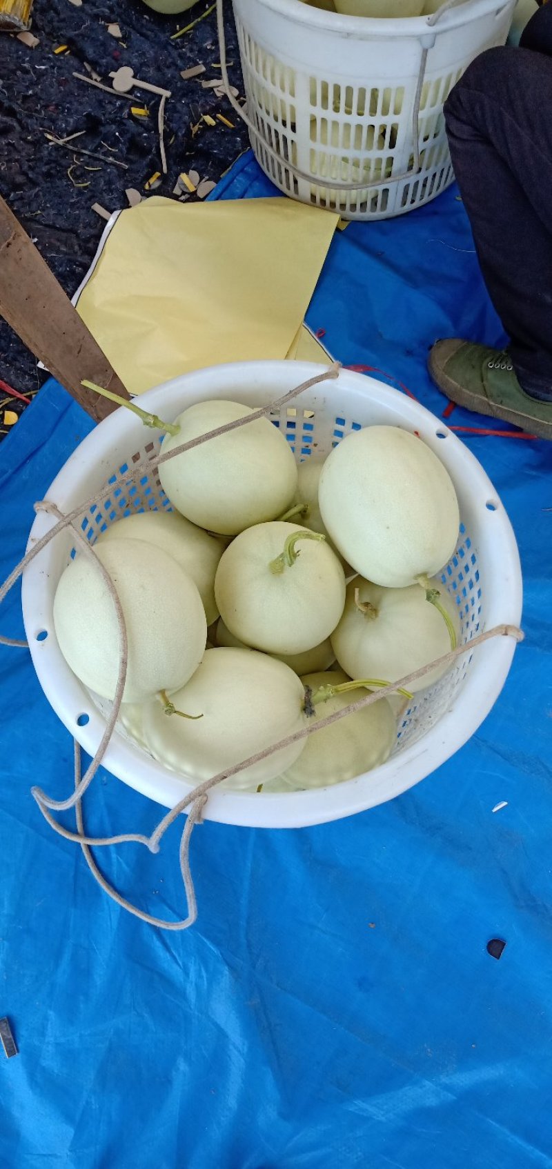 波斯蜜瓜