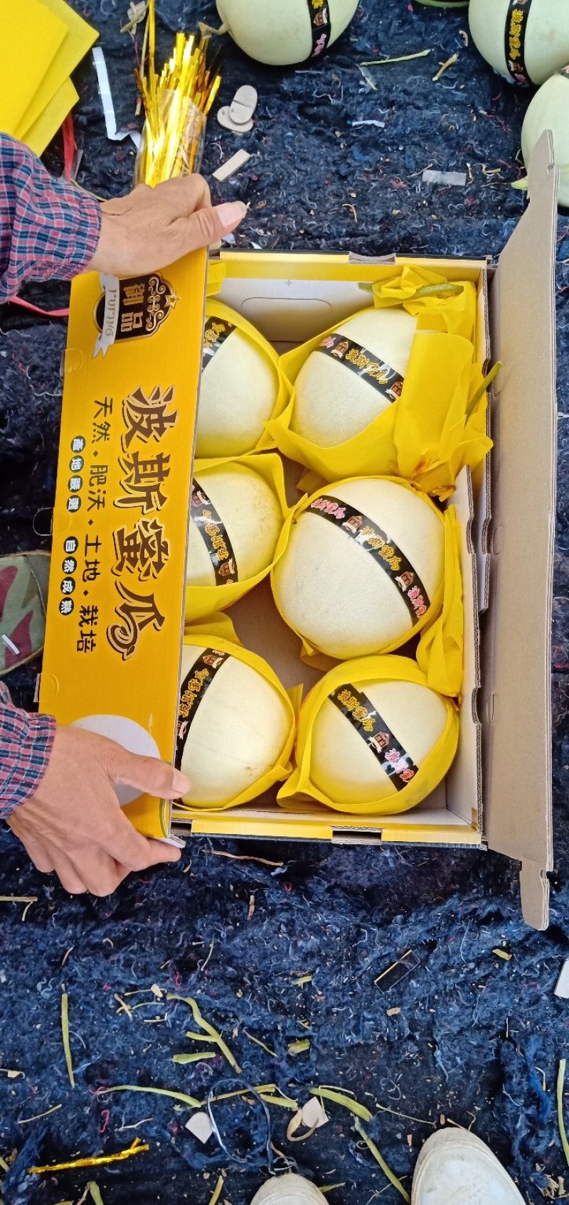 波斯蜜瓜