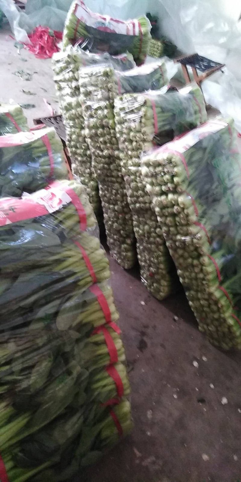 黑苗油菜