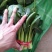 黑苗油菜