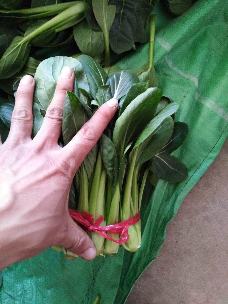 黑苗油菜