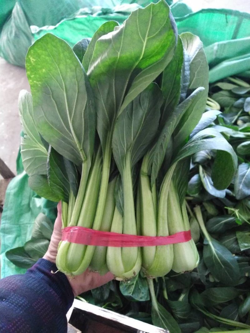 黑苗油菜