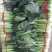黑苗油菜