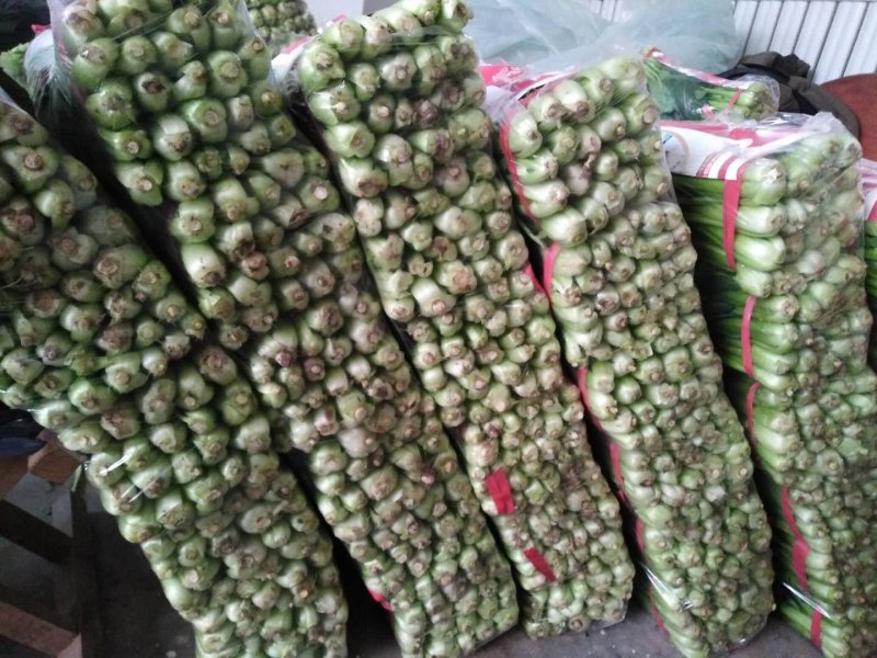 黑苗油菜