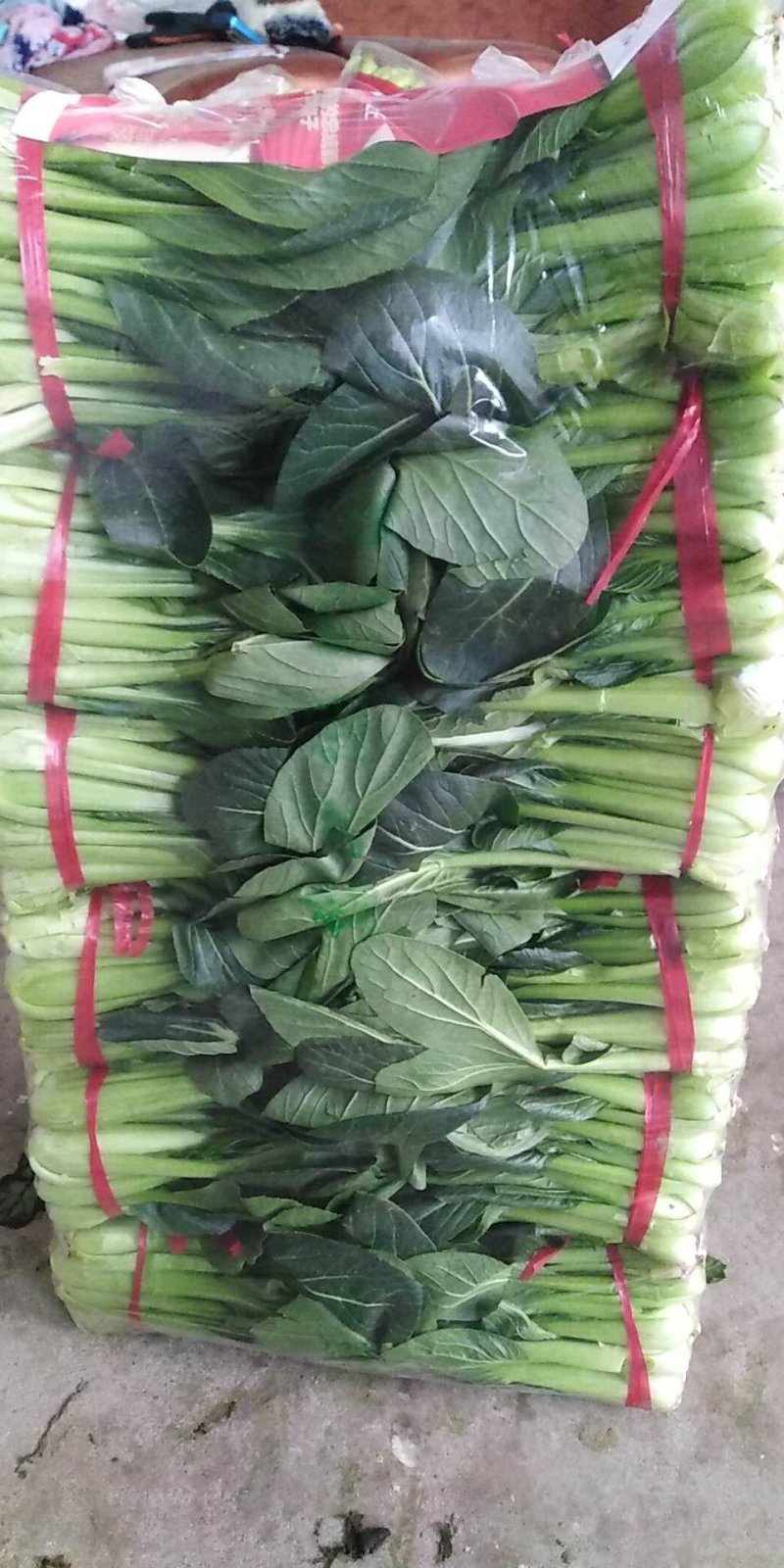 黑苗油菜
