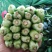 黑苗油菜