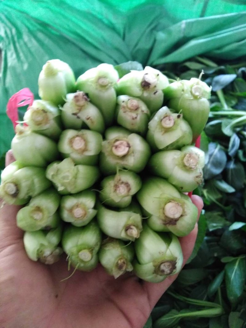 黑苗油菜
