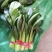 黑苗油菜