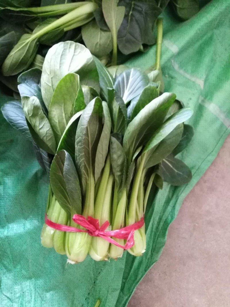 黑苗油菜