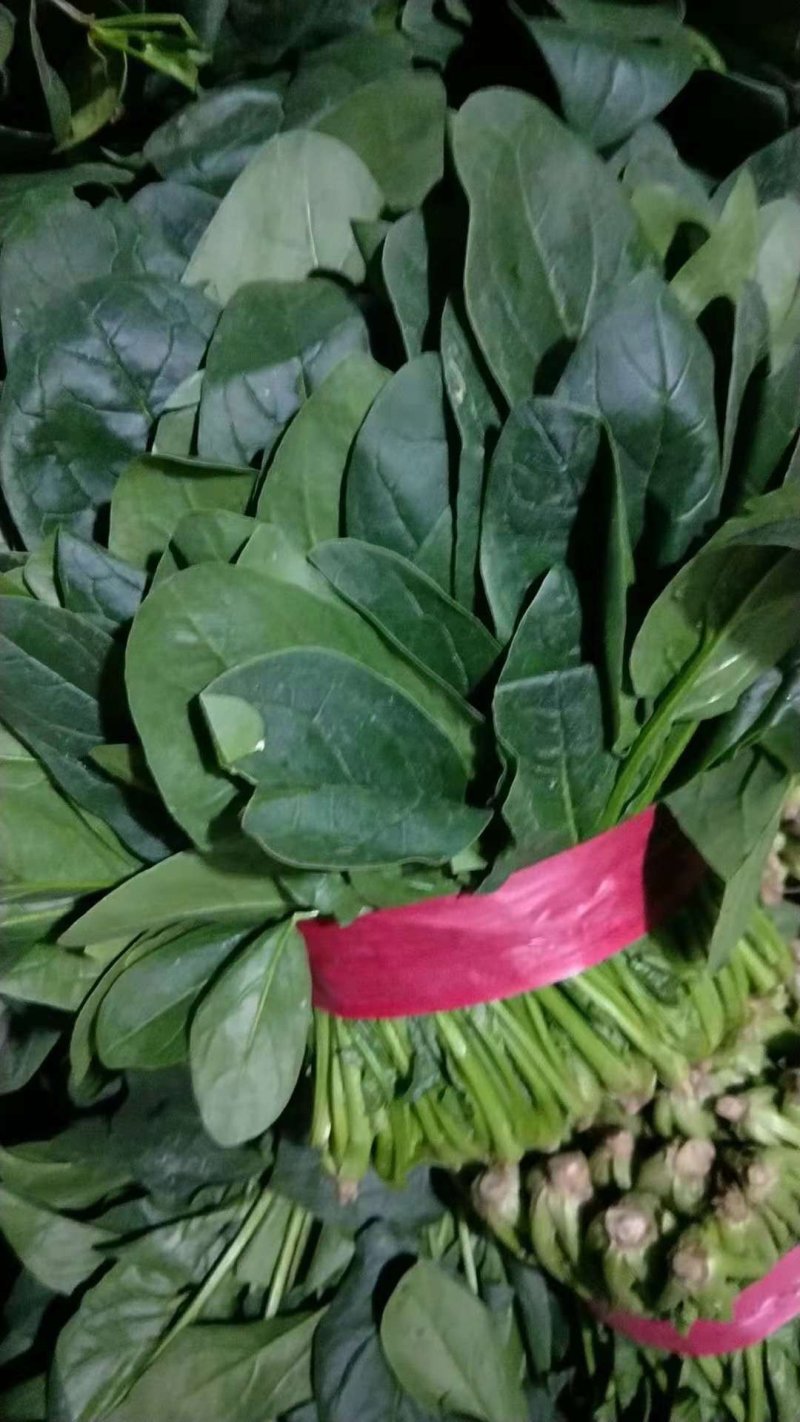 菠菜