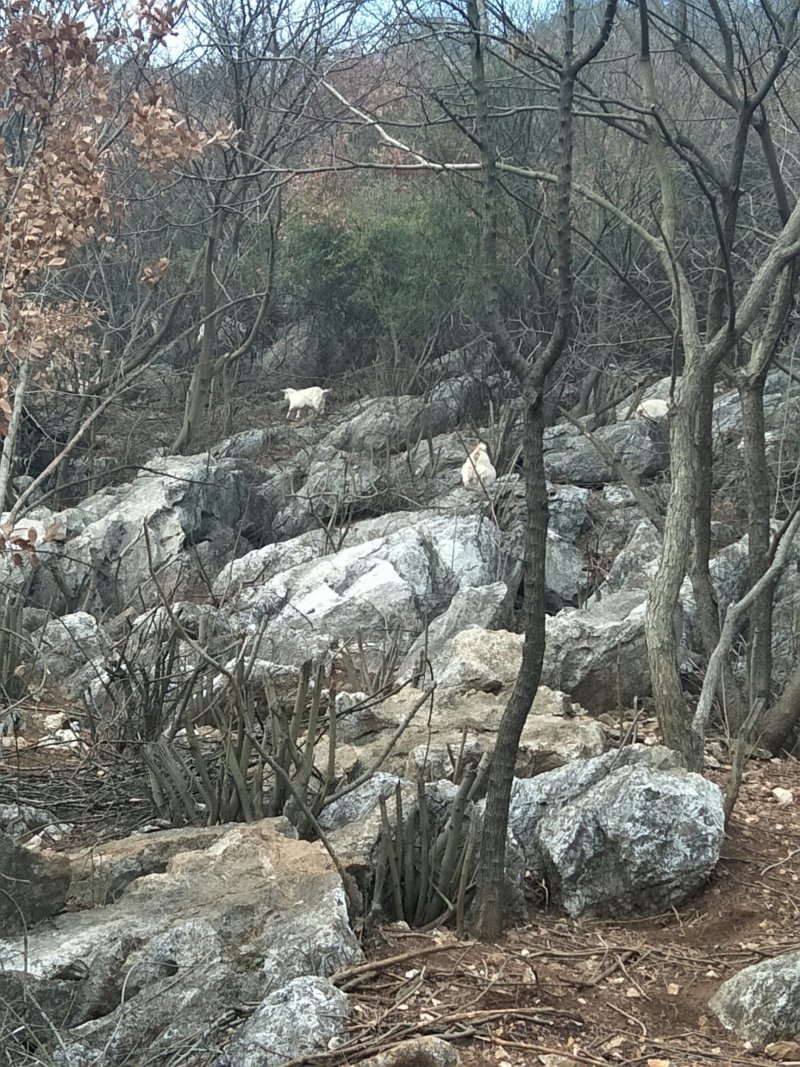 散养黑猪、山羊、土鸡、鹅、番鸭，保证散养，保证一天喂一餐